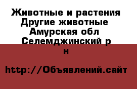 Животные и растения Другие животные. Амурская обл.,Селемджинский р-н